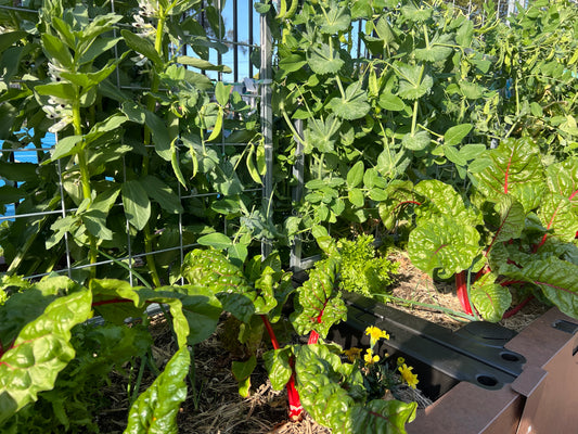A Foodcube raised garden wicking bed set up at Marrickville High School is bursting with lush green veggies