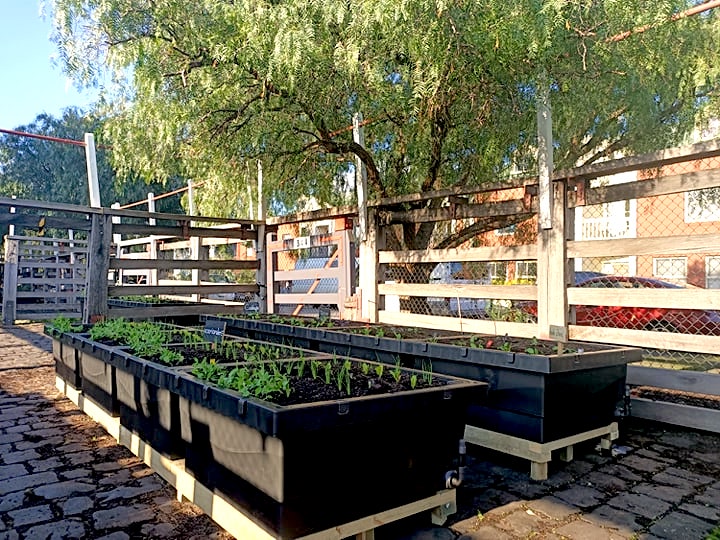 Kensington Stockyard Food Garden Receives 40 New Wicking Beds Foodcube