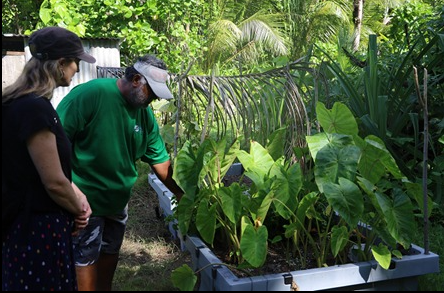 Foodcubes contributing to food security in Tuvalu