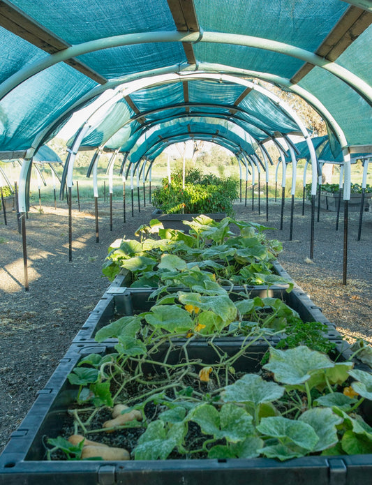 Walgett Aboriginal Community Garden