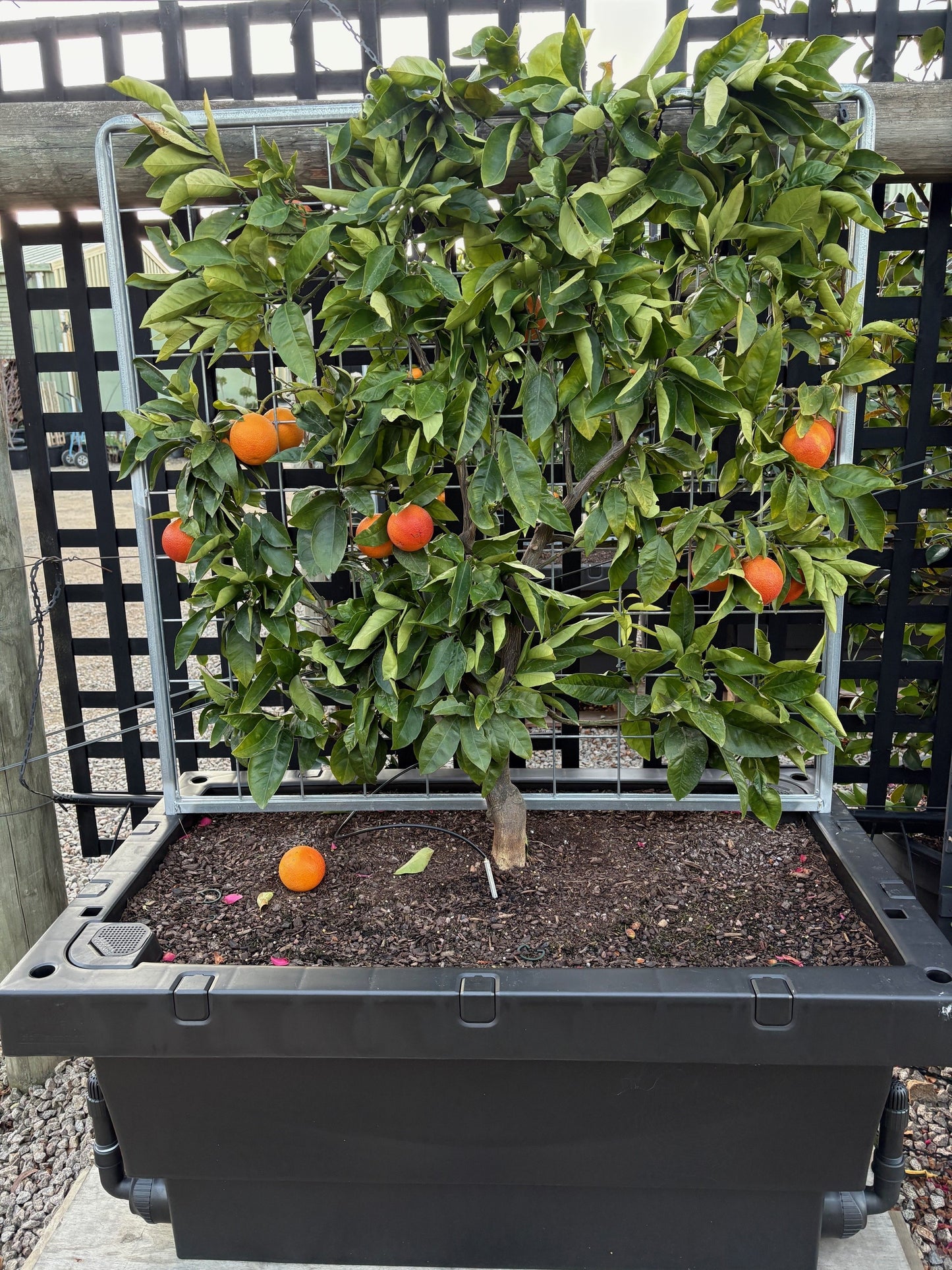 Espaliered Blood Orange in Foodcube Slim – One of a Kind Statement Planter