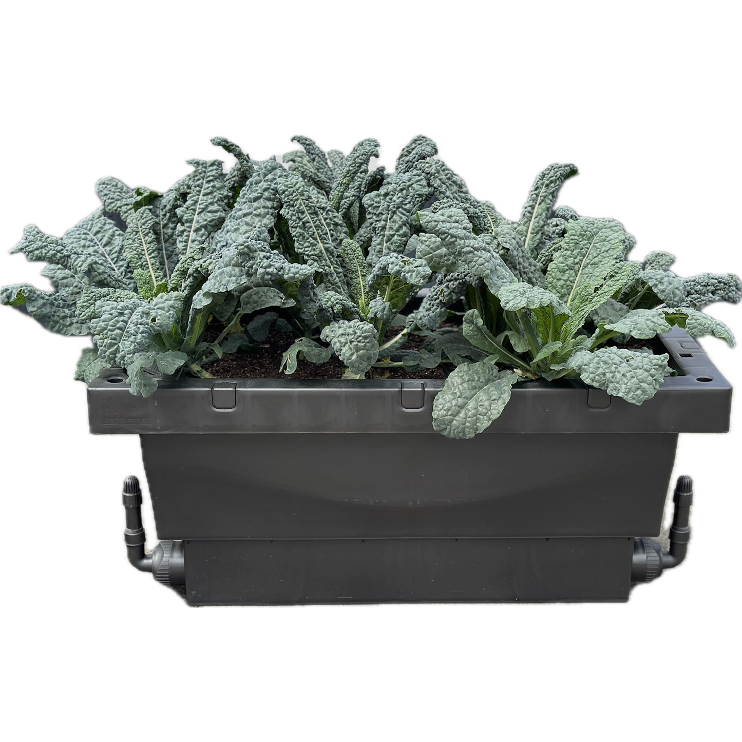 A Foodcube Slim bursting with fresh green leafy Kale