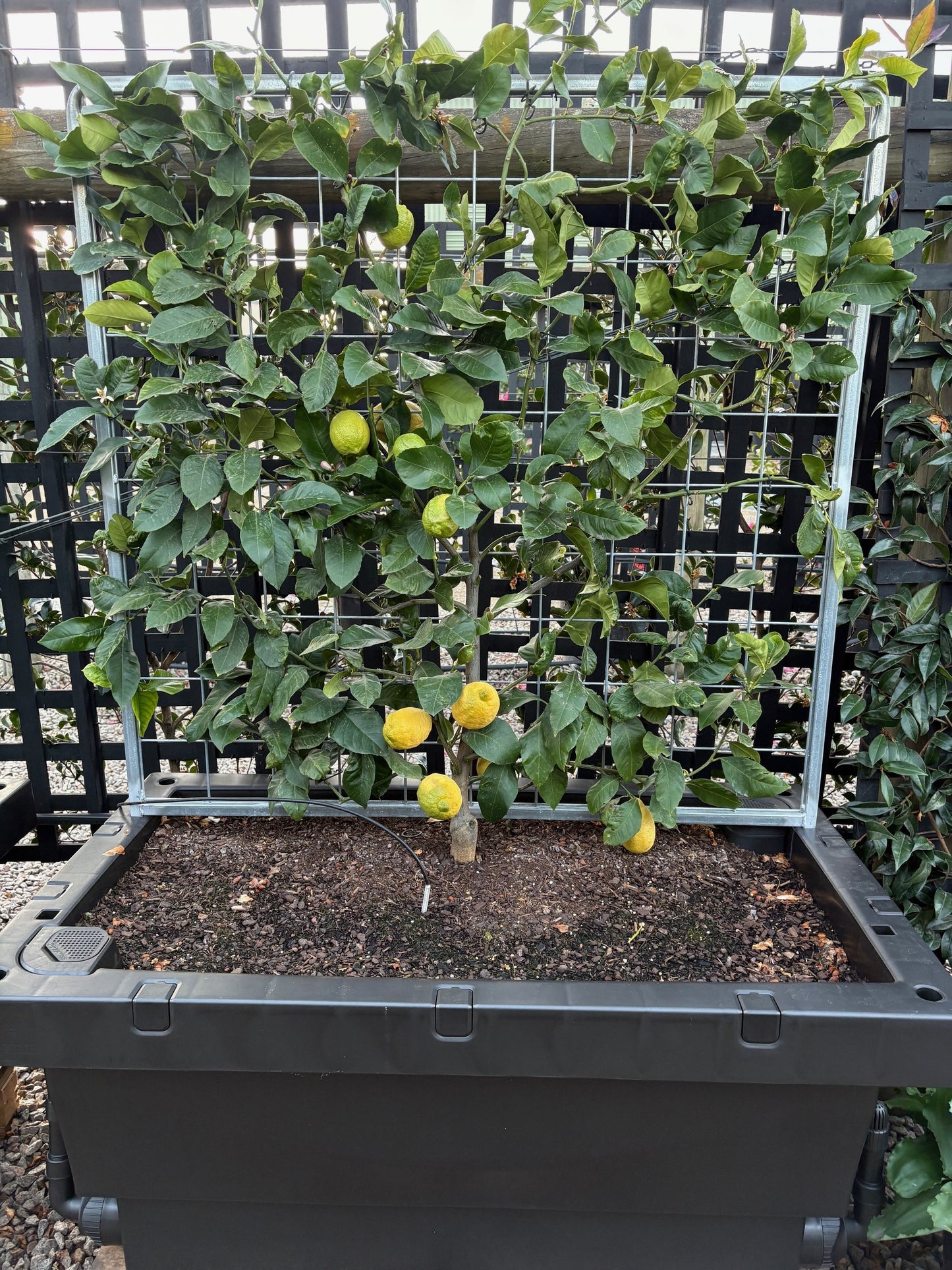 Espaliered Lemon in Foodcube Slim – One of a Kind Statement Planter