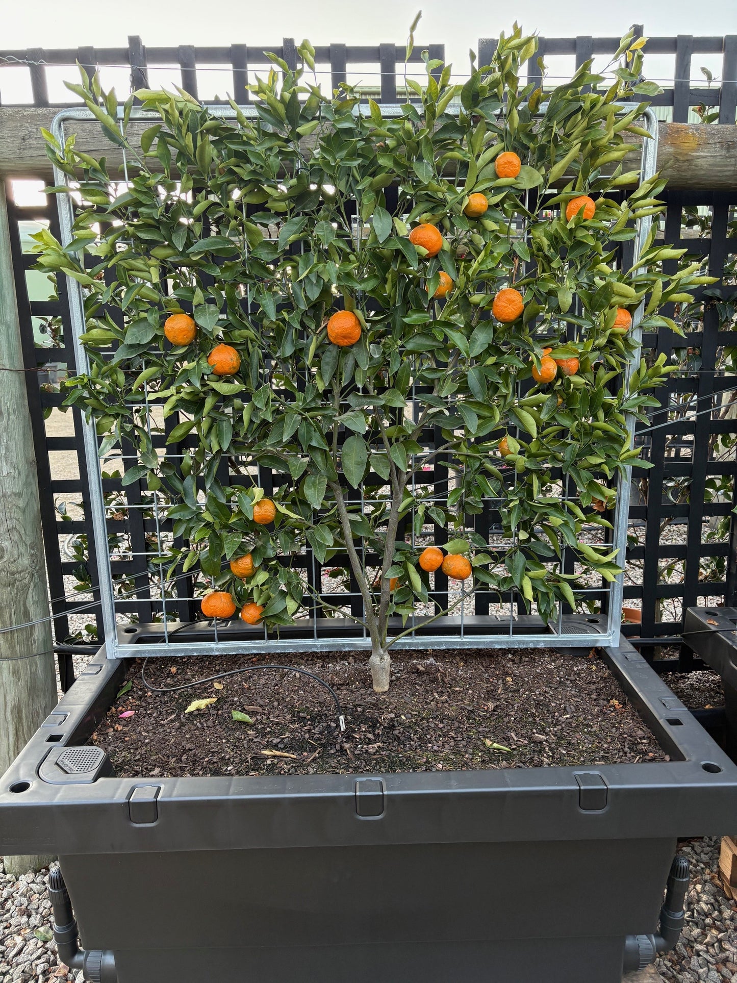 Espaliered Mandarin in Foodcube Slim – One of a Kind Statement Planter