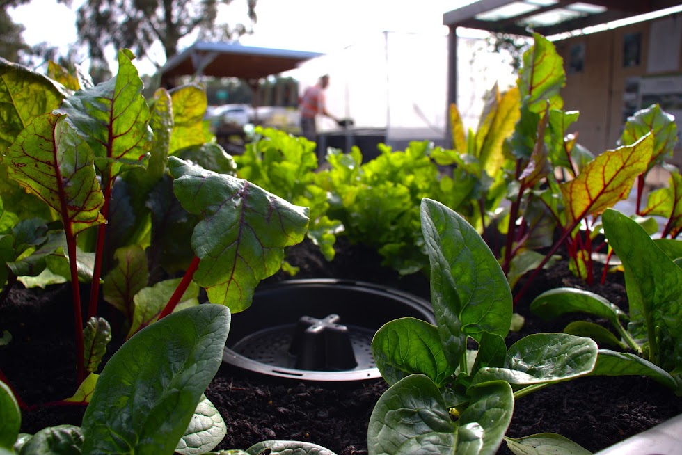 Foodcube Slim with Worm Composter