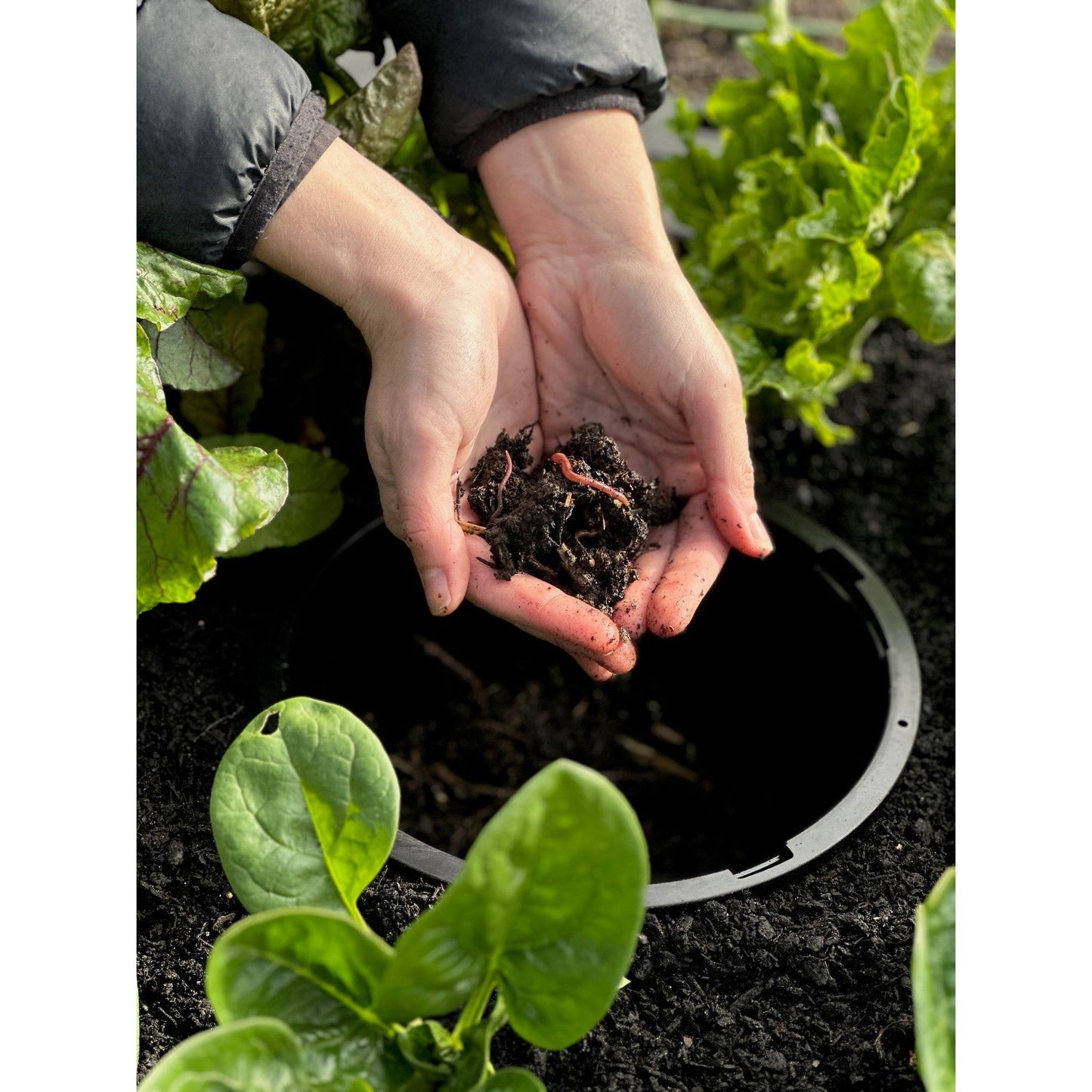 Foodcube Slim with Worm Composter