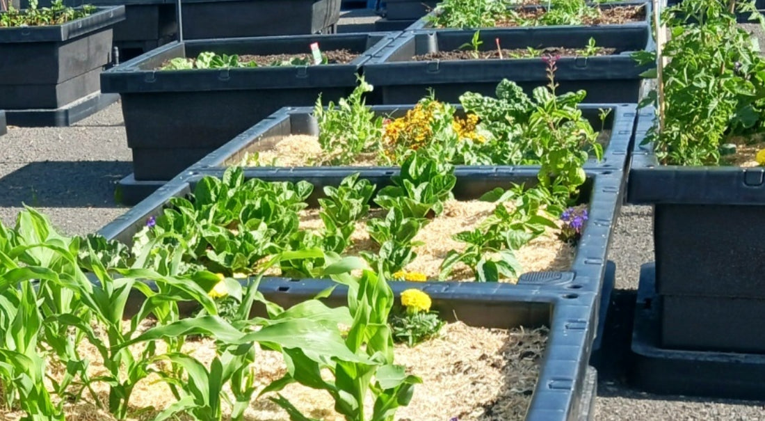 Geelong West Community Garden- Growing more and sharing the harvest