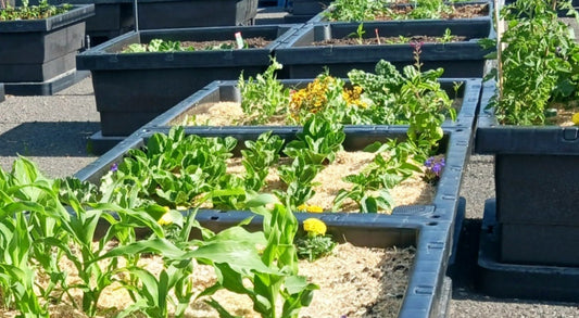 Geelong West Community Garden- Growing more and sharing the harvest