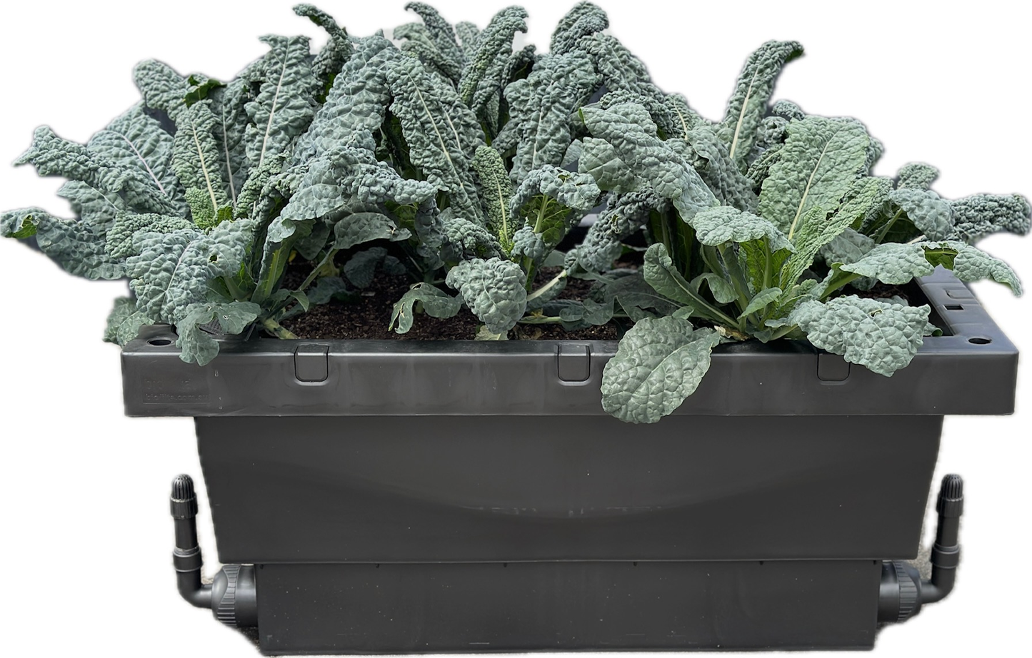 A Foodcube Slim bursting with fresh green leafy Kale