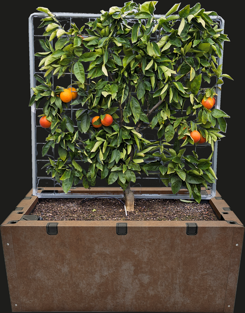 Espaliered Blood Orange in Foodcube Slim – One of a Kind Statement Planter