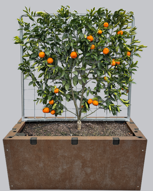 Espaliered Mandarin in Foodcube Slim – One of a Kind Statement Planter