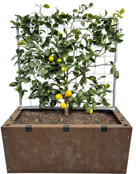 Espaliered Lemon in Foodcube Slim – One of a Kind Statement Planter