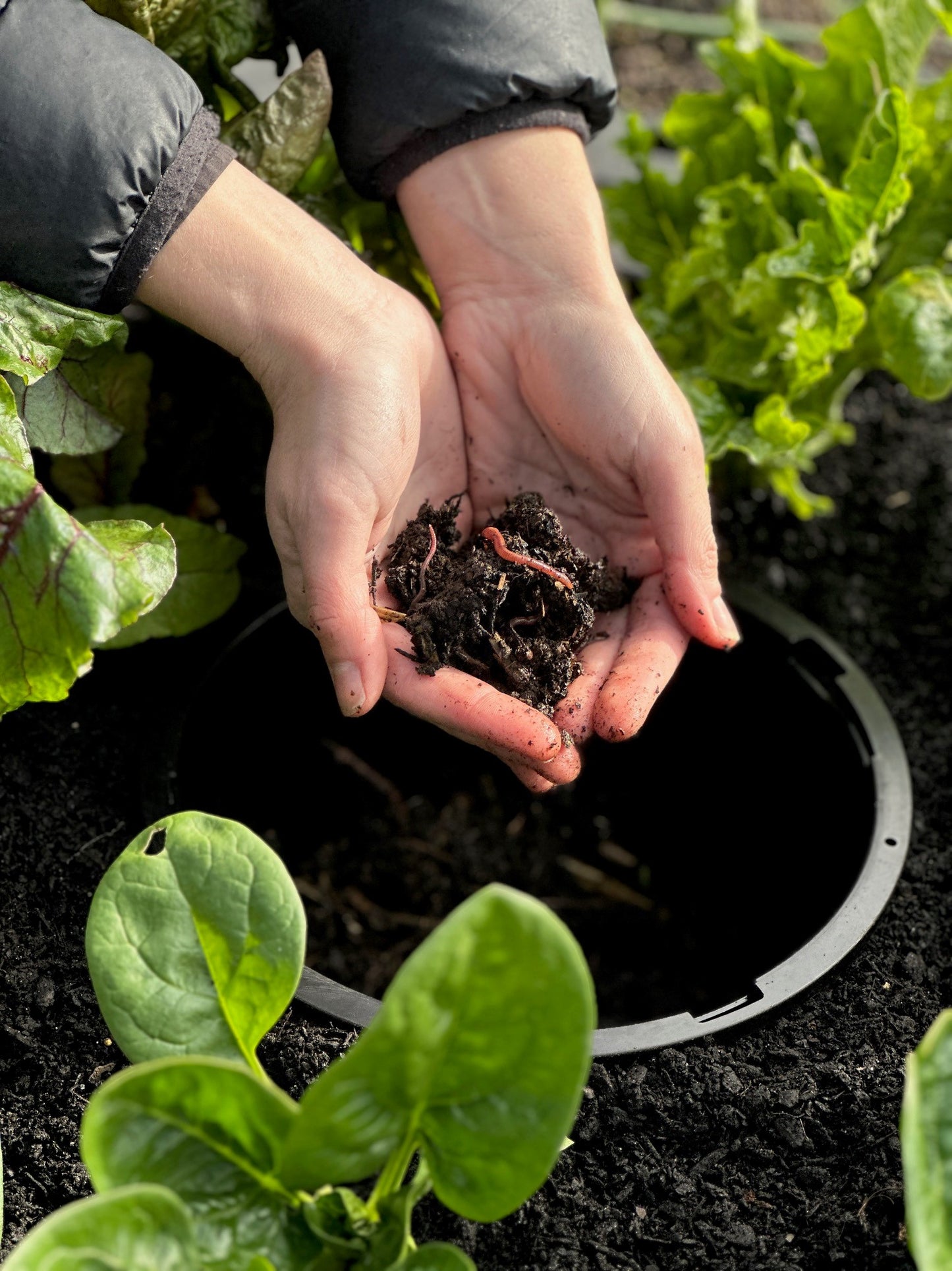 Foodcube Slim with Worm Composter